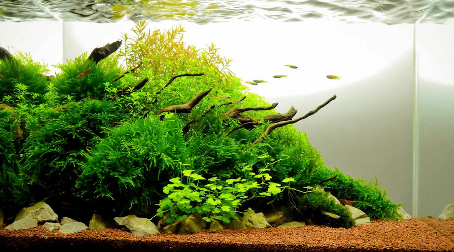 Natural Driftwood 