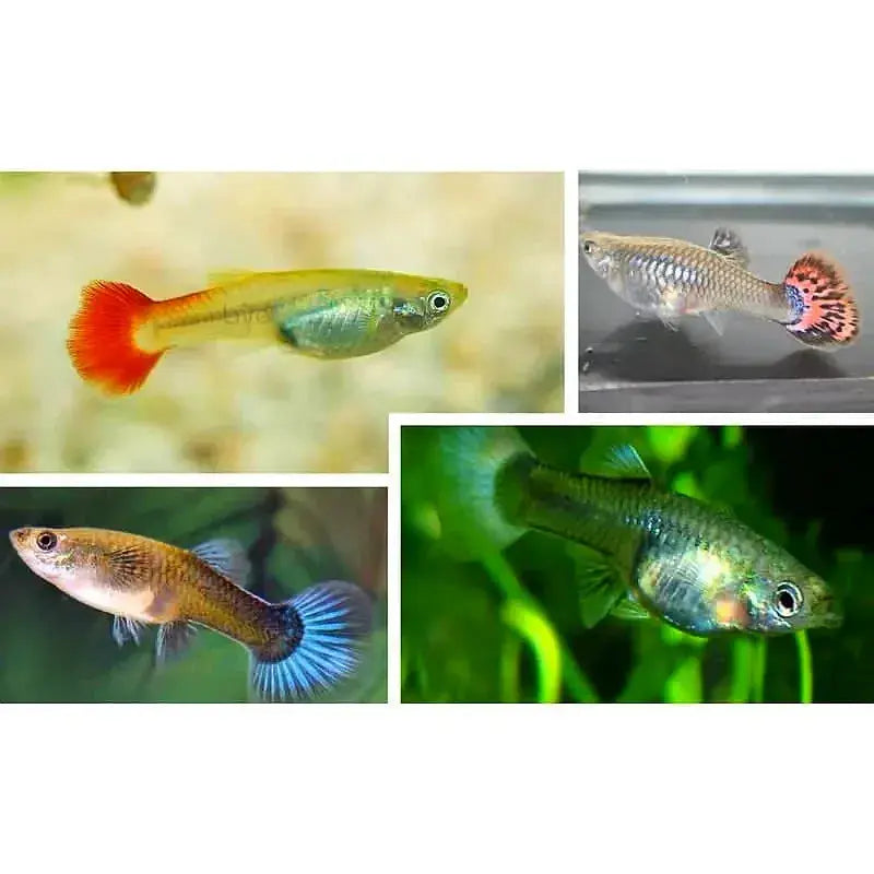 Mixed colour female guppy — the rounded belly shape used to spot pregnancy