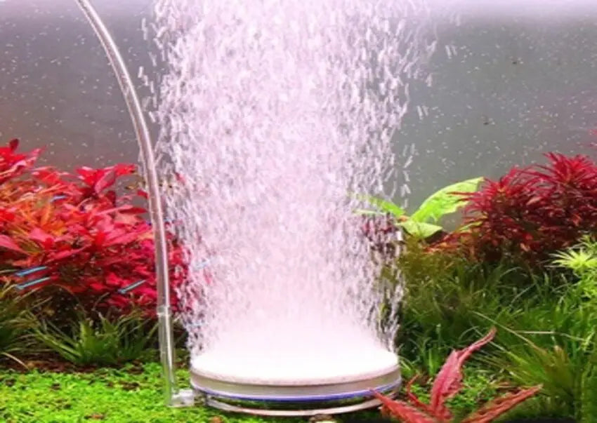 THE SECRET TO A HEALTHY AND BEAUTIFUL FRESHWATER AQUARIUM