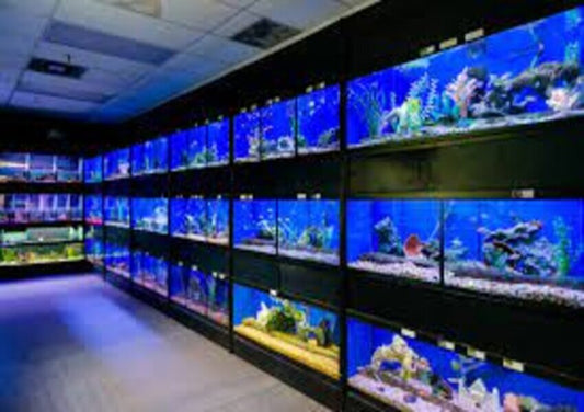 Interesting differences between Pet Fish Stores and Fish Stores