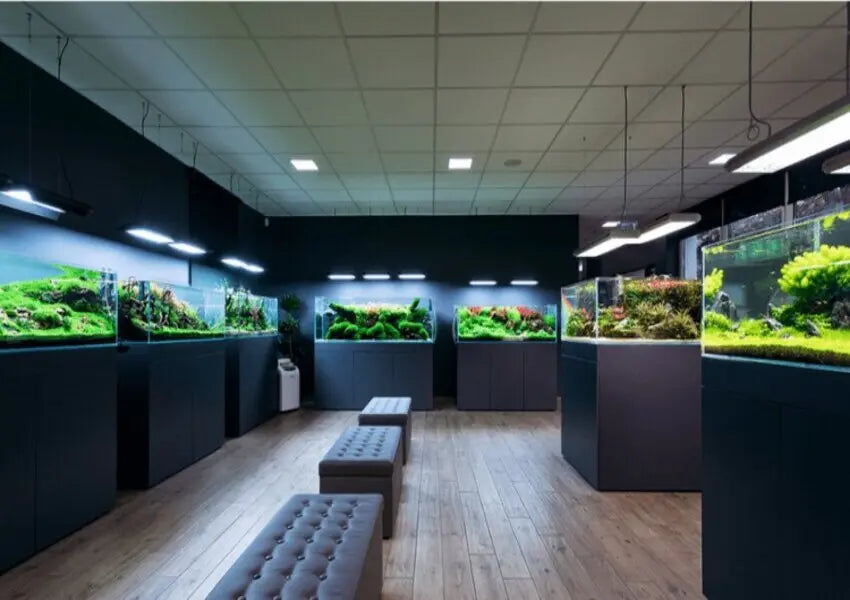 Fantastic friends for yourself at the Fish Aquarium Stores