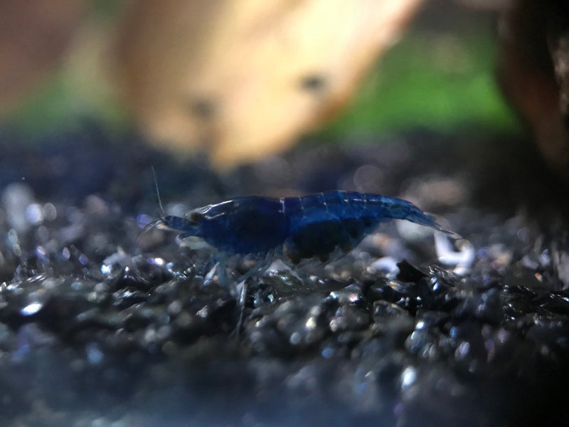 Berried blue cherry shrimp female carrying eggs on dark substrate