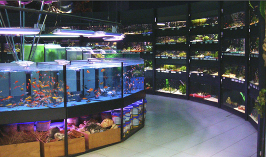 From Novice to Expert: Your Guide to Melbourne's Biggest Aquarium Shops
