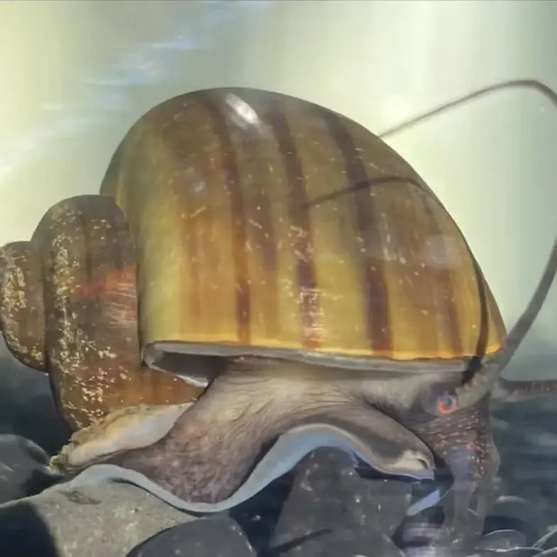 Apple Snail vs Mystery Snail: Know the Differences