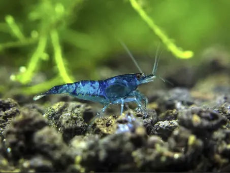 Blue Cherry Shrimp Care 101: Tank setup, Tank mate, Diet and more.