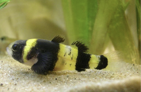 Could I Keep Bumblebee Gobies In The Community Tank Freshwater?