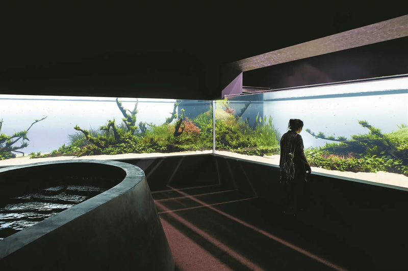 florestas submersas by takashi amano.  picture taken by clara silva