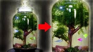 Moss Ball Tree Ecosphere Guide
