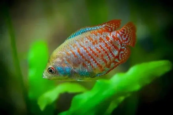 7 Incredible Benefits of Keeping Gourami Fish in Your Aquarium