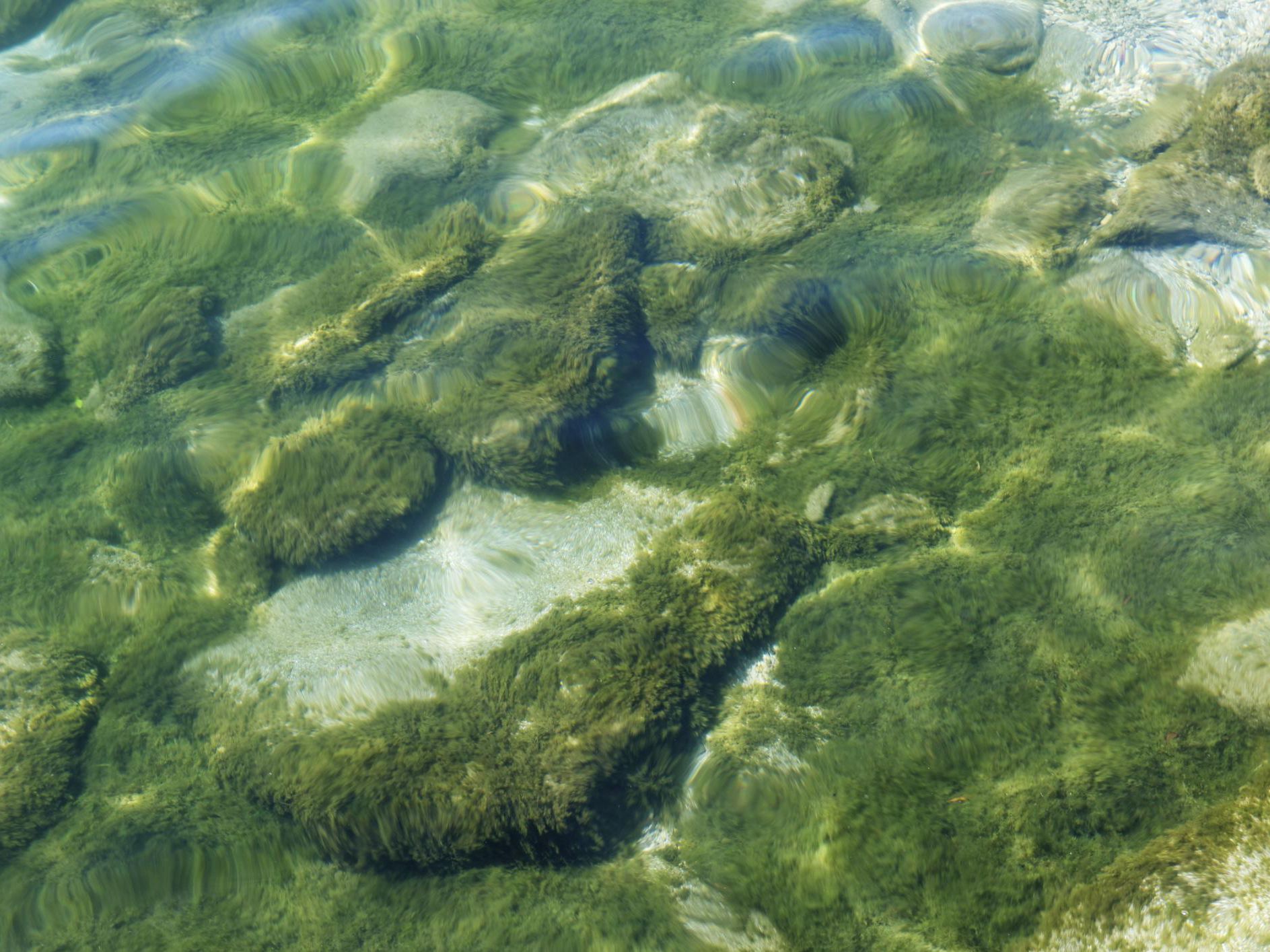 Hair Algae: Causes And How to Get Rid Of them (Everything Explained!)