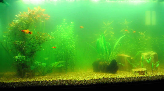 what is aquarium algae