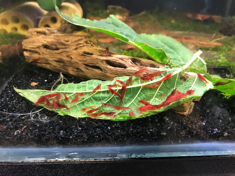 Colony of fire red cherry shrimp grazing on a leaf in a planted aquarium