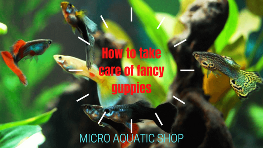 How to take care of fancy guppies