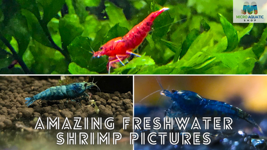 Amazing Freshwater Shrimp Pictures