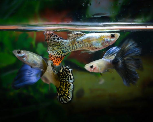 How To care For Guppies