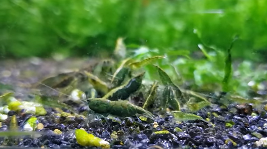 Where To Buy Green Jade Shrimp (Good Price) For Sale At The Fish Online Store Near Me?