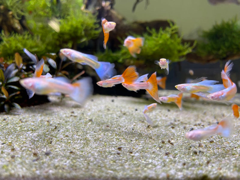 Colony of fancy guppies swimming over sand in a planted aquarium with moss