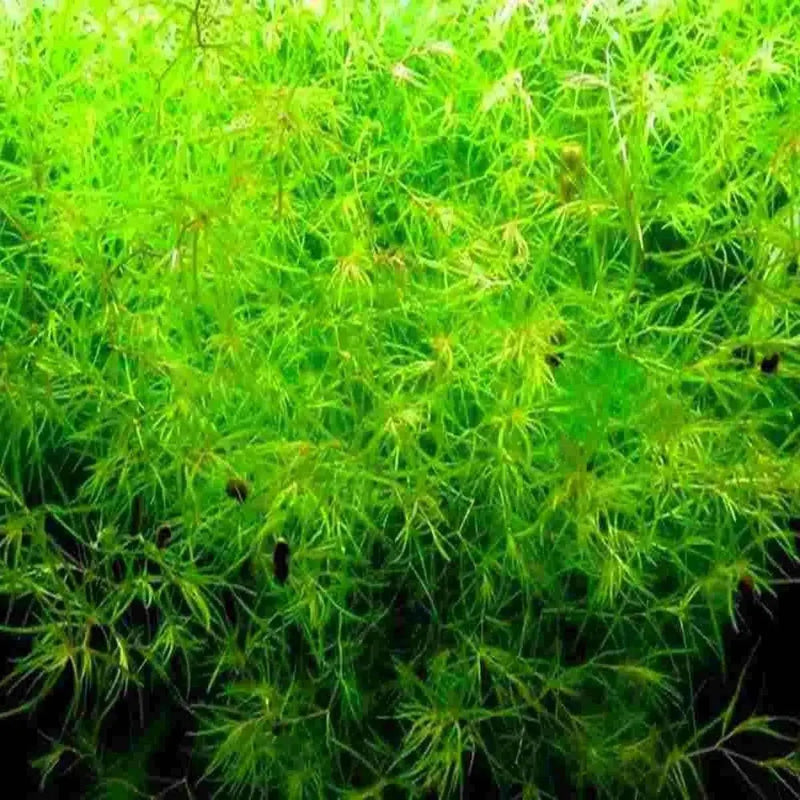Guppy grass Najas guadalupensis — dense floating cover for newborn guppy fry