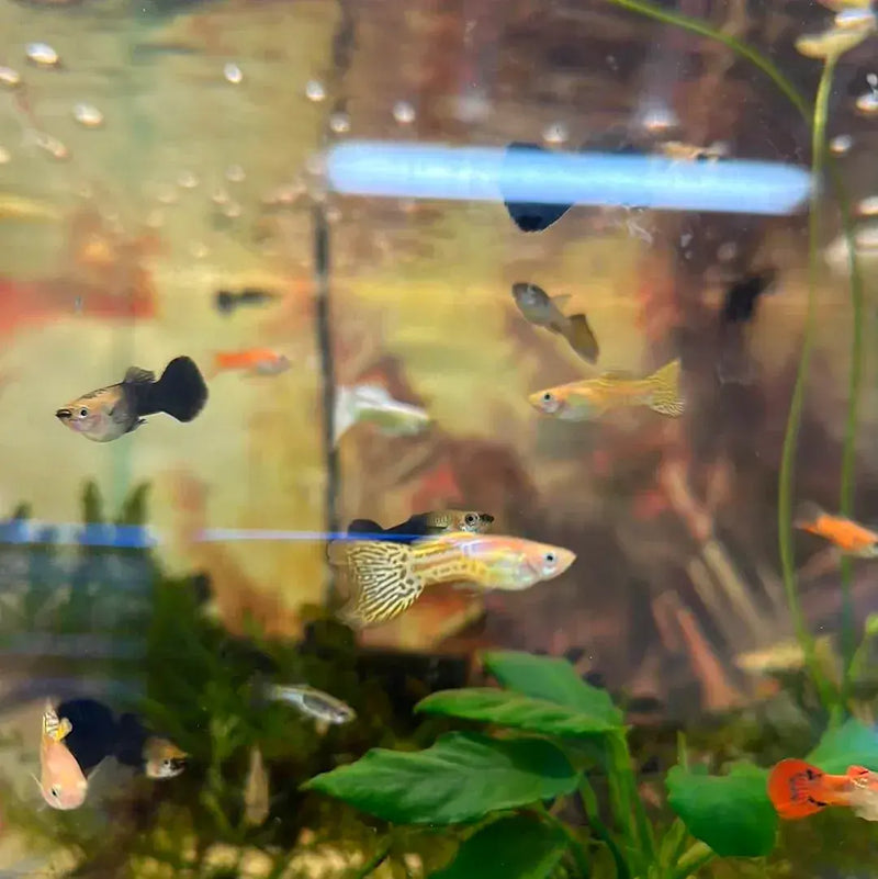 Based on a true story - I tamed wild guppies right in my guppy's aquarium.