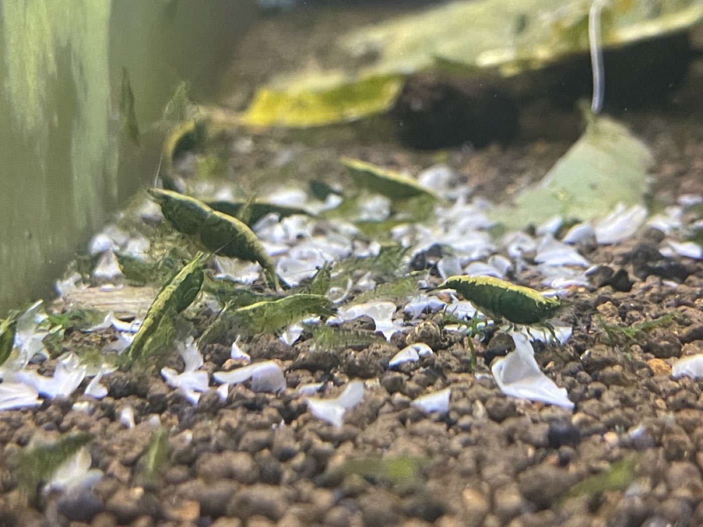 Healthy green jade shrimp colony feeding together in a planted tank