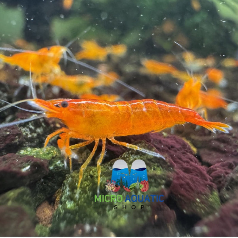 Vibrant orange sunkist shrimp in crystal clear aquarium water at Micro Aquatic Shop