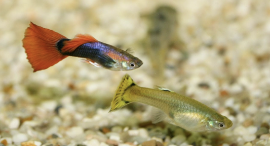 The truth about guppies spawning 2000 fry in their lifetime.