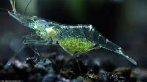 Ghost Shrimp Care Guide: Everything You Need to Know for Healthy Aquarium Shrimp