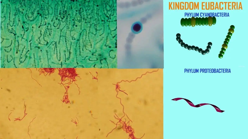 Photosynthetic Bacteria benefits
