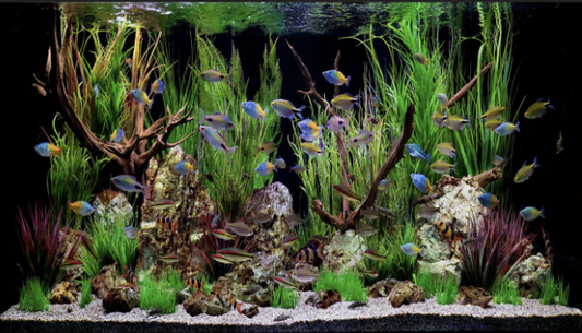 Set Up New Tank - Guide To Set Up Your First Freshwater Aquarium.