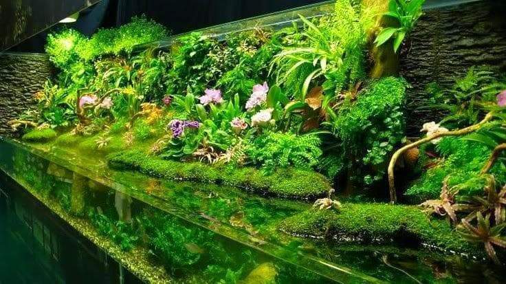aquarium hobby beginners