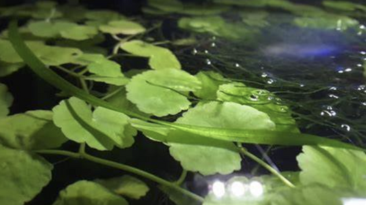 Floating Aquarium Plants - Brazil Pennywort.