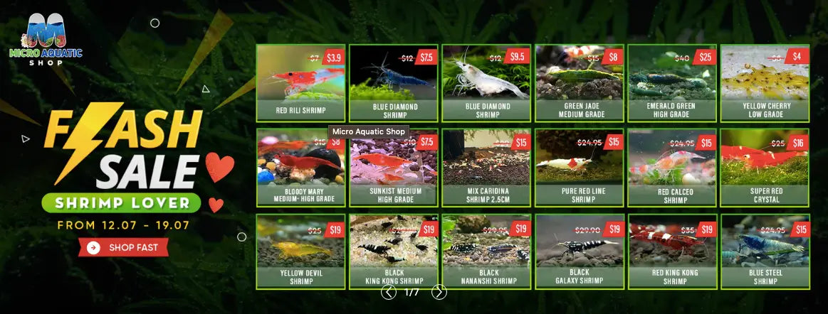 A professional aquarium supplier will design an aquarium paradise for You