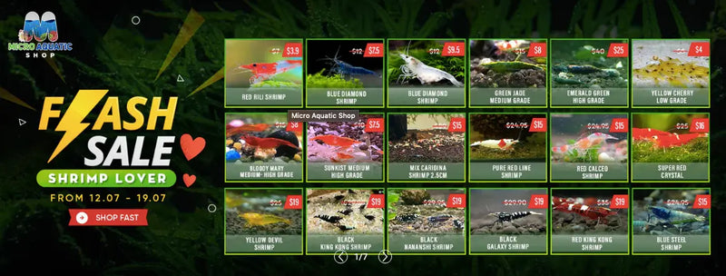 A professional aquarium supplier will design an aquarium paradise for You
