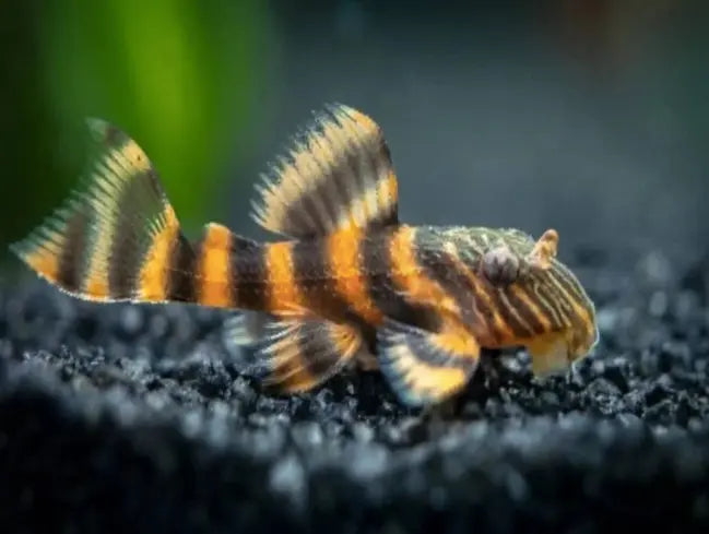 Wish to buy a Pleco fish in Australia?