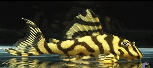 Surprising facts about Rare Pleco fish for sale Australia