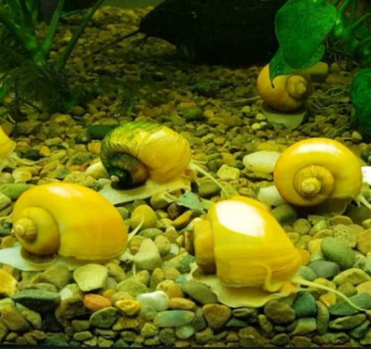 Freshwater snails in Australia possess the ability to shine
