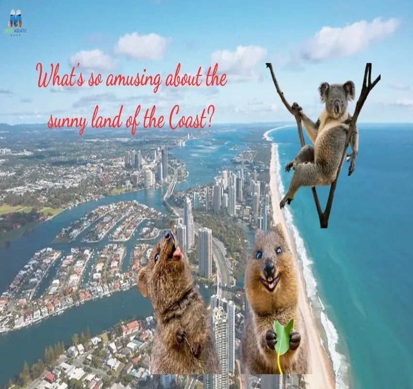 The attraction from the pet store in the land of sunshine Coast