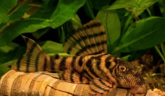 The "Tiger" is in charge of cleaning the tank