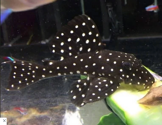 Snowball Plecos in White and Black