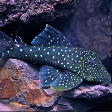 Nighttime "Stars" in Fish Lake