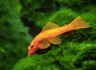 Welcome To The World Of Common Pleco