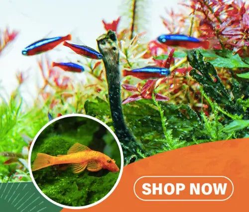 First time viewing it and immediately owning it