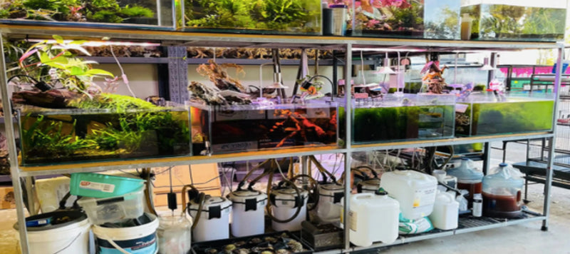 The Best Aquarium Shop in Sydney For All Your Fishing Needs