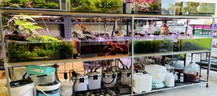 The Best Aquarium Shop in Sydney For All Your Fishing Needs