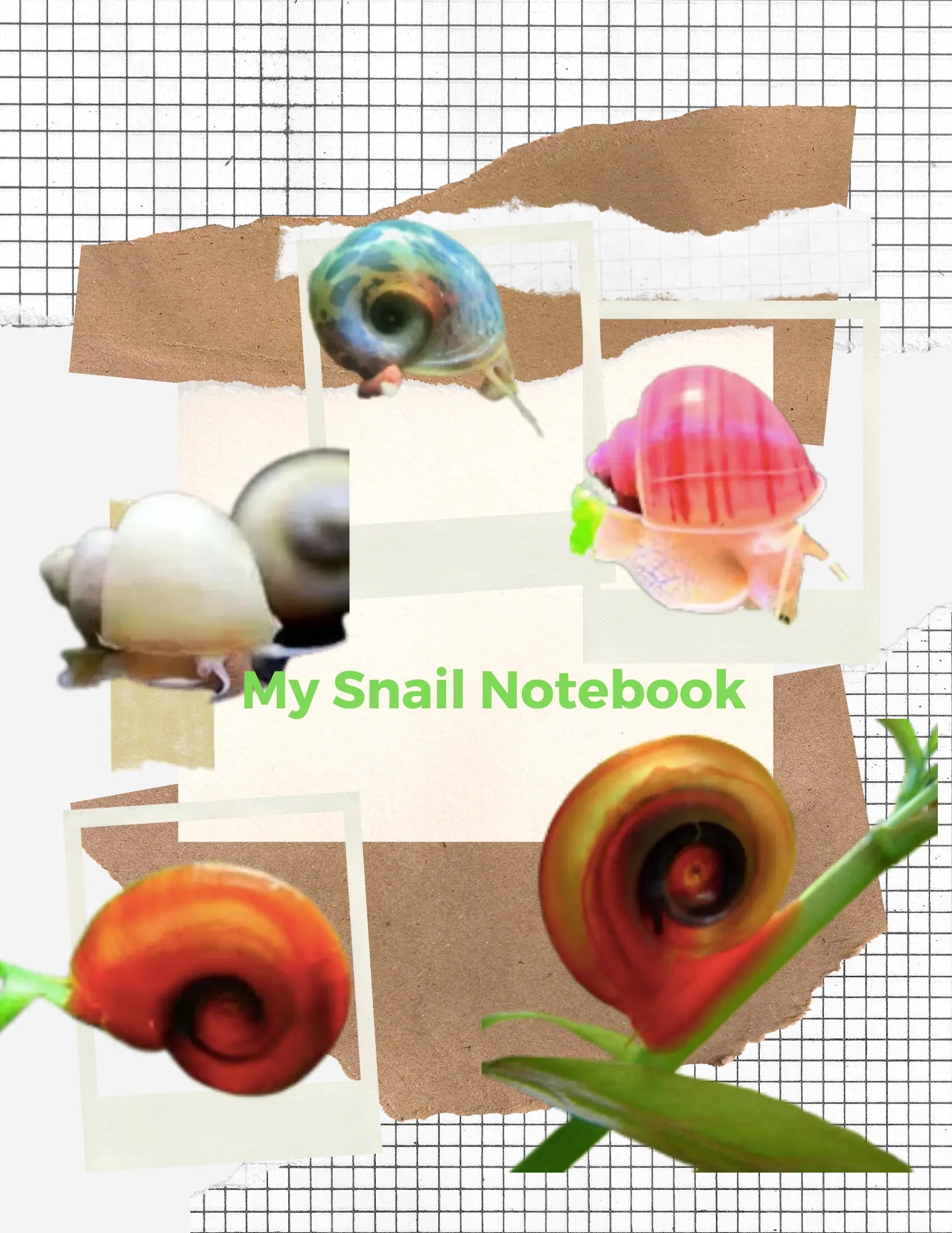 Two important benefits of freshwater snails Australia, You should know?