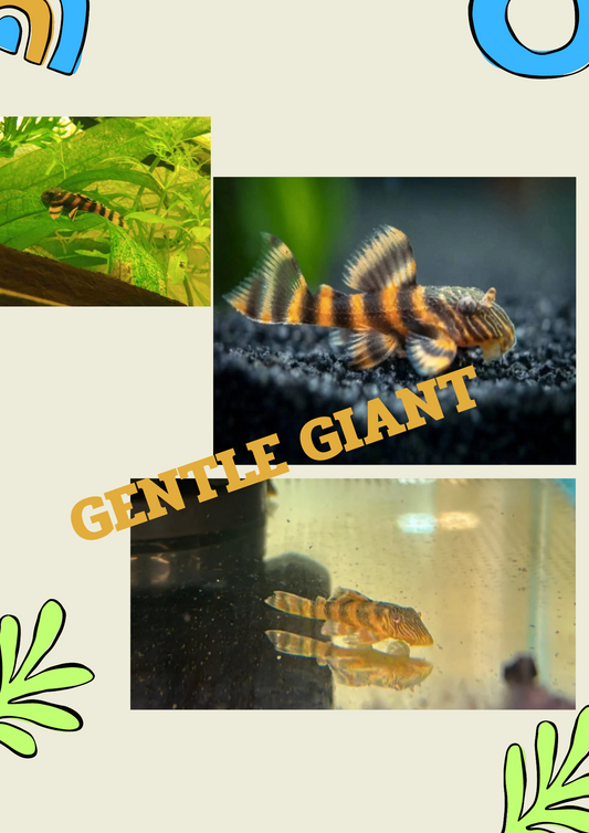 The Aquarium's Gentle Giant