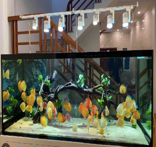 Fish Tank Store offers the joy of fishing to you