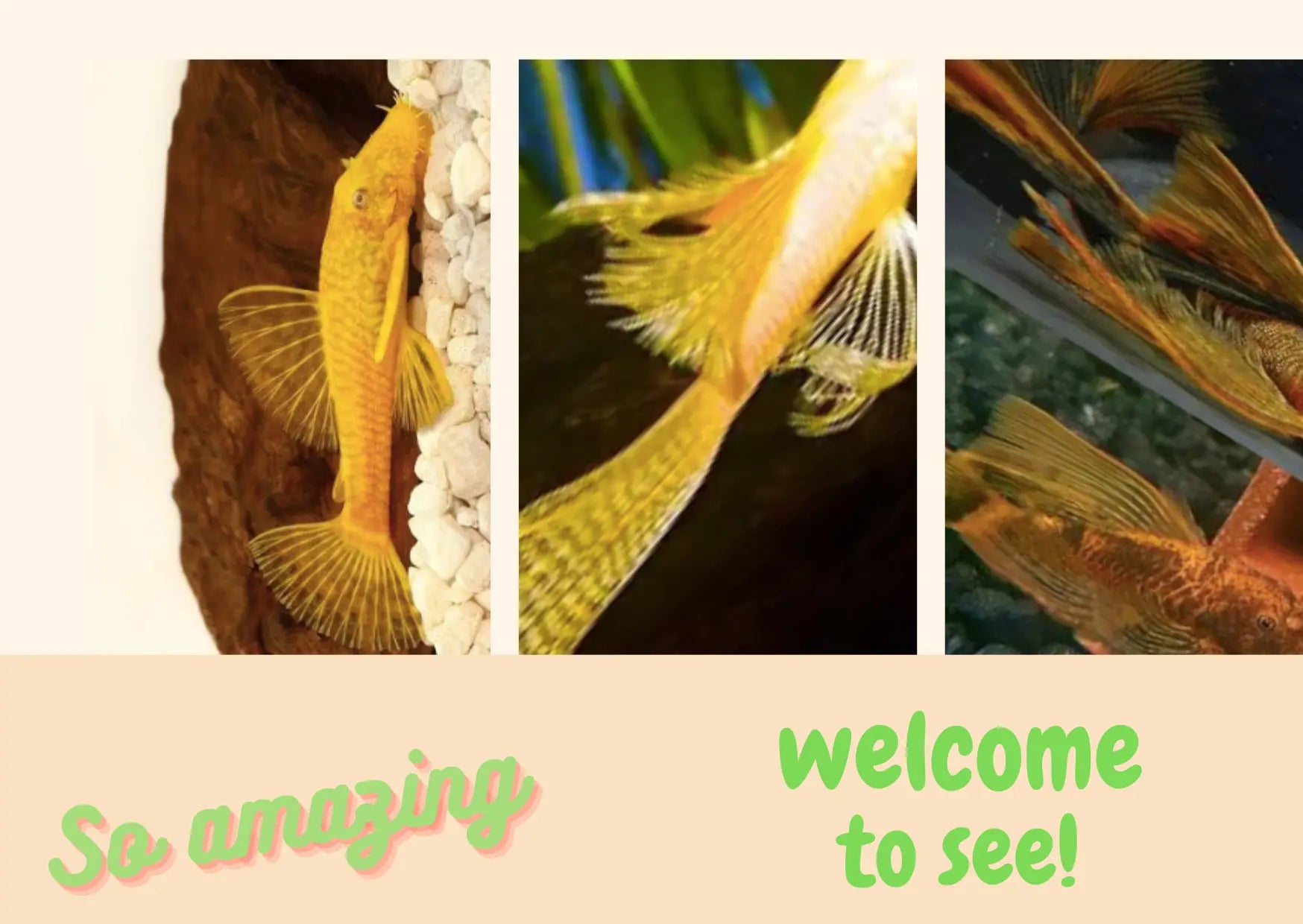 Bristlenose Pleco is that cleaning Tips for Aquariums