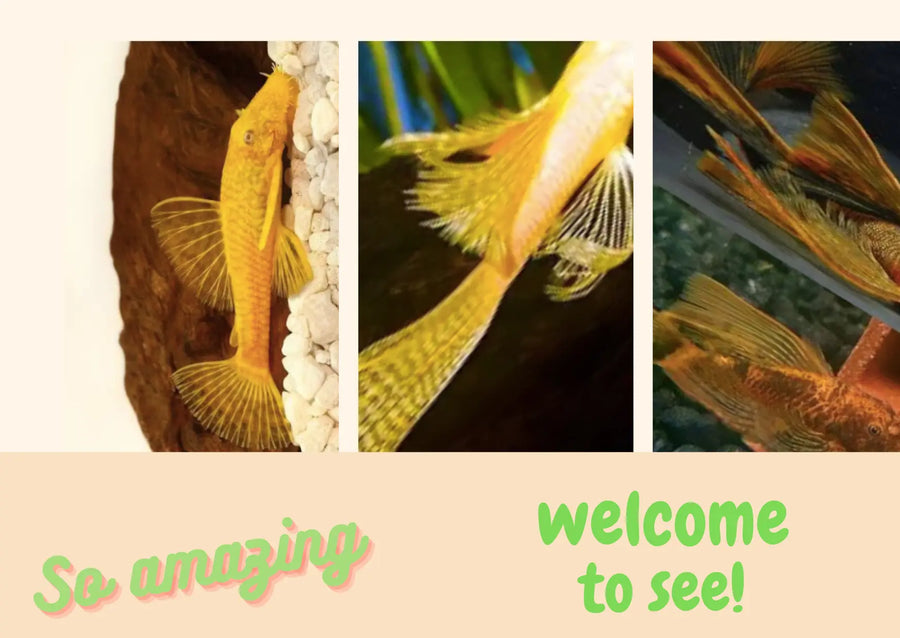 Bristlenose Pleco is that cleaning Tips for Aquariums