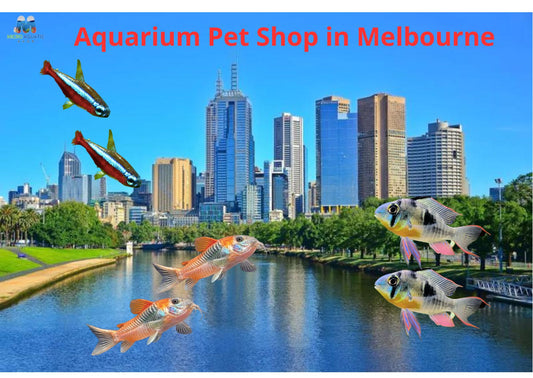 The Aquarium pet shop in Melbourne meets all your aquarium passions